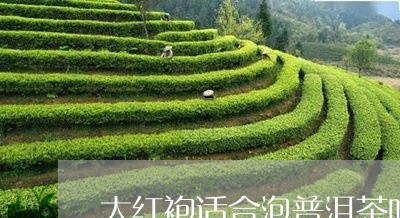 大红袍适合泡普洱茶吗/2023062065949