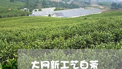 大网新工艺白茶/2023061782038