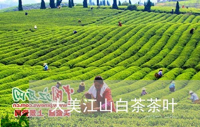 大美江山白茶茶叶/2023061792603