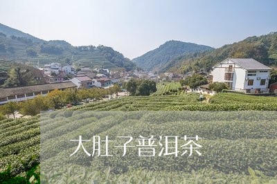 大肚子普洱茶/2023042975426