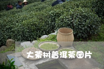 大茶树普洱茶图片/2023112619592