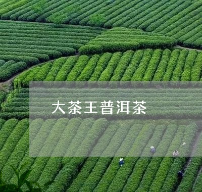 大茶王普洱茶/2023042850412