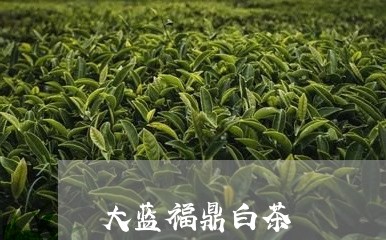 大蓝福鼎白茶/2023062833373