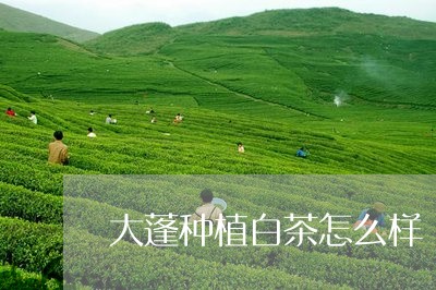 大蓬种植白茶怎么样/2023071645280