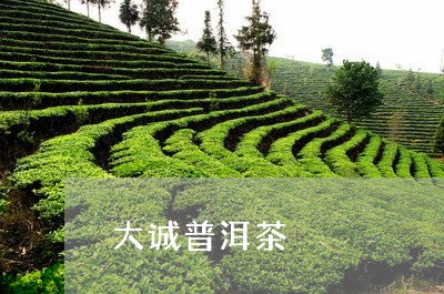 大诚普洱茶/2023090524859