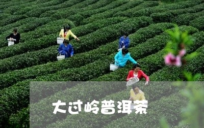 大过岭普洱茶/2023042686371