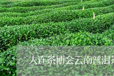 大连茶博会云南普洱茶/2023080336161