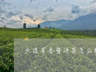 大道茸香普洱茶怎么样/2023092890585