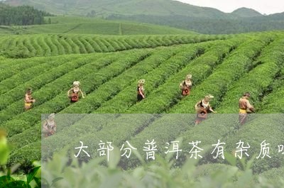 大部分普洱茶有杂质吗/2023092825069