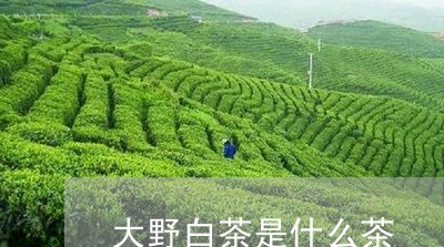 大野白茶是什么茶/2023061743725