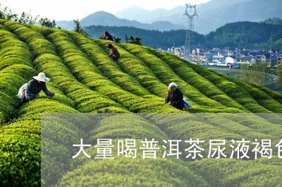 大量喝普洱茶尿液褐色正常吗/2023082986068