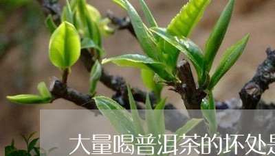 大量喝普洱茶的坏处是什么/2023112454945