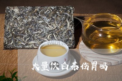 大量饮白茶伤胃吗/2023061799350