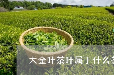 大金叶茶叶属于什么茶/2023061042805