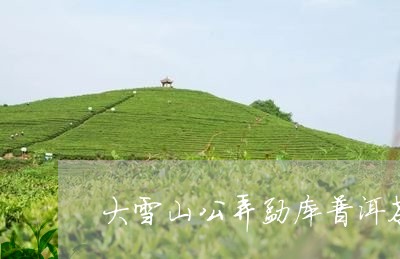 大雪山公弄勐库普洱茶/2023120660612