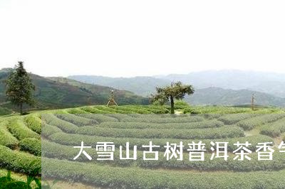 大雪山古树普洱茶香气/2023092857614