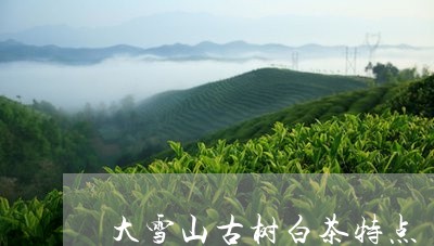 大雪山古树白茶特点/2023042074159