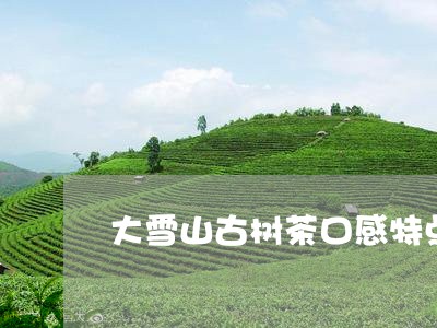 大雪山古树茶口感特点/2023092167361