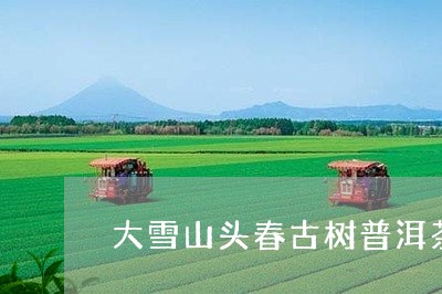 大雪山头春古树普洱茶/2023092623036