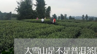 大雪山是不是普洱茶区的/2023081739402