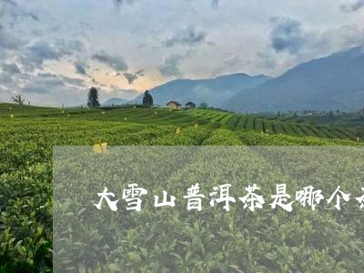 大雪山普洱茶是哪个茶区的品牌/2023110291604