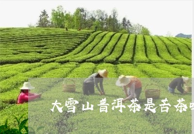 大雪山普洱茶是苦茶吗/2023062170513