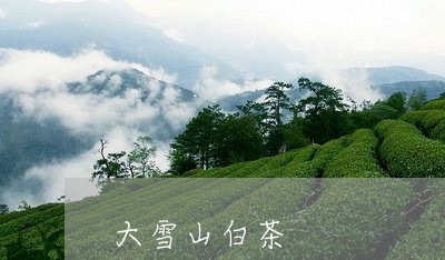 大雪山白茶/2023110923058