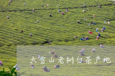 大雪山老树白茶产地/2023071728159