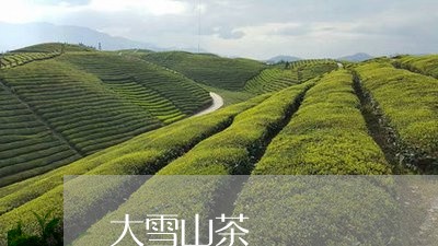 大雪山茶/2023090190404