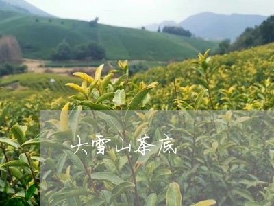 大雪山茶底/2023090268359