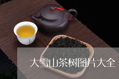 大雪山茶树图片大全/2023042062594