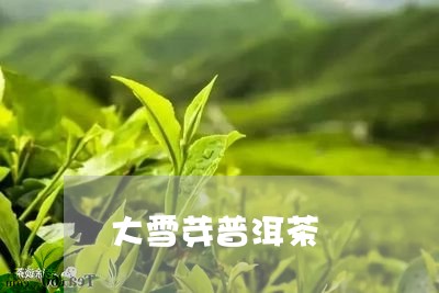 大雪芽普洱茶/2023042665025