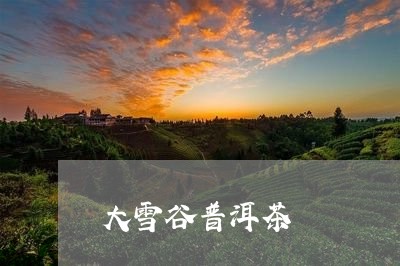 大雪谷普洱茶/2023042826294