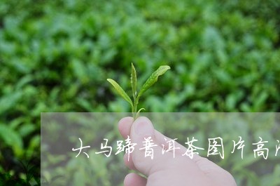 大马蹄普洱茶图片高清/2023110531705