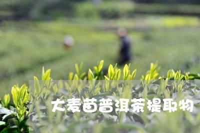 大麦苗普洱茶提取物/2023091513937