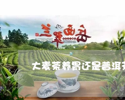 大麦茶养胃还是普洱茶/2023080311482