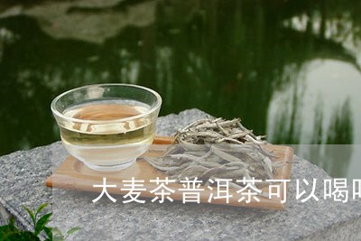 大麦茶普洱茶可以喝吗/2023062301026