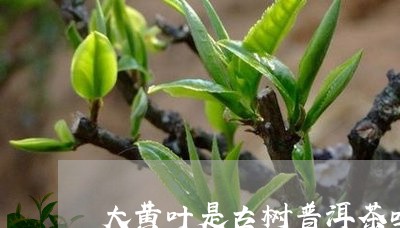 大黄叶是古树普洱茶吗/2023092615279