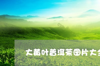 大黄叶普洱茶图片大全/2023062584037