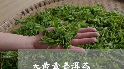 大黄章普洱茶/2023042675238