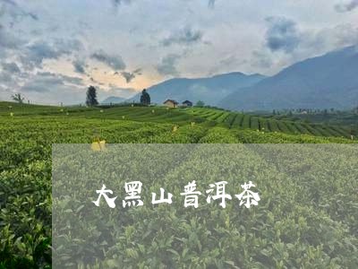 大黑山普洱茶/2023042935849