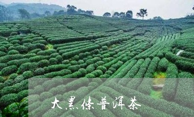 大黑条普洱茶/2023042754350