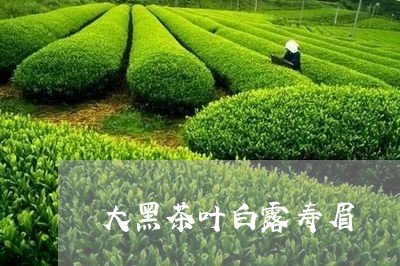 大黑茶叶白露寿眉/2023061797372