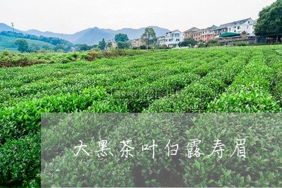 大黑茶叶白露寿眉/2023090862725