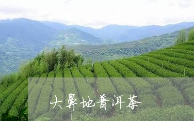 大鼻地普洱茶/2023042647224