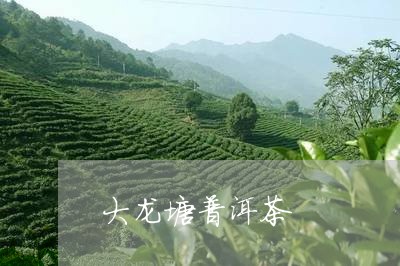 大龙塘普洱茶/2023042815595