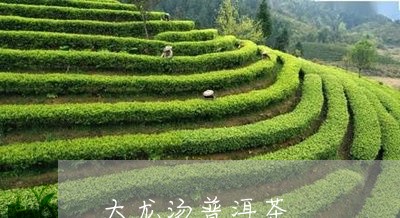 大龙汤普洱茶/2023042803901