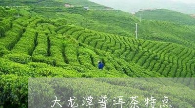 大龙潭普洱茶特点/2023120428401