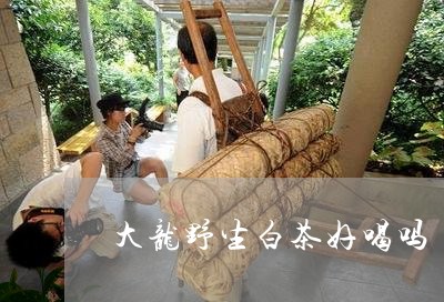 大龙野生白茶好喝吗/2023071707269