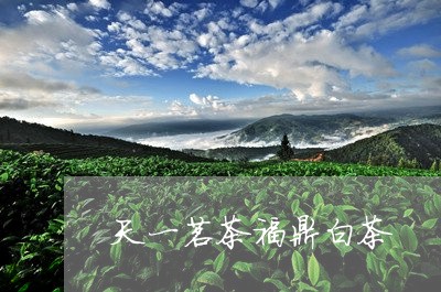 天一茗茶福鼎白茶/2023112589932